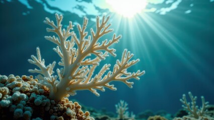 Close-up of a bleached coral branch underwater with sunlight filtering through clear ocean water	