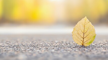Single Yellow Leaf on Asphalt Road with Blurred Autumn Background