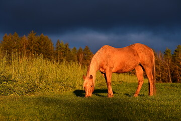 Abendstimmung. Pferd grast friedlich vor Gewitterwolken in der Abendsonne