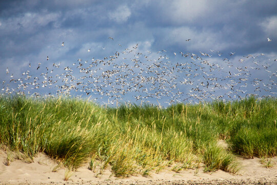 a flock of birds flying over the grassy dunes of Grenen on a day with sun and clouds