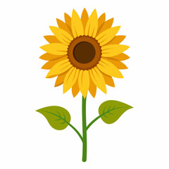 sunflower isolated on white