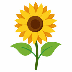 sunflower isolated on white background