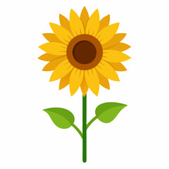 sunflower isolated on white background