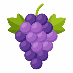 vector illustration of grapes