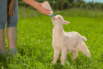 Person in a field feeding a white goat kid with a milk bottle.