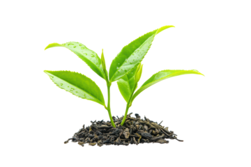 Tea shoots Green tea leaf isolated on transparent or white background, png