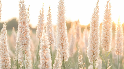 Fototapeta premium Sunset Pampas Grass Field, nature tranquility, background blur, idyllic scene, wallpaper