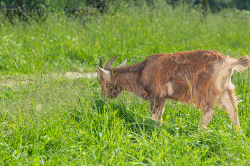A brown goat grazing in a lush green field with trees in the background.