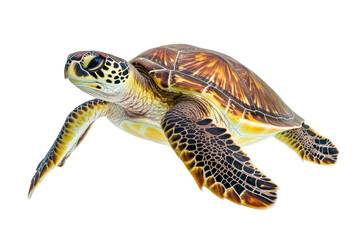 Fototapeta premium Turtle isolated on transparent or white background, png
