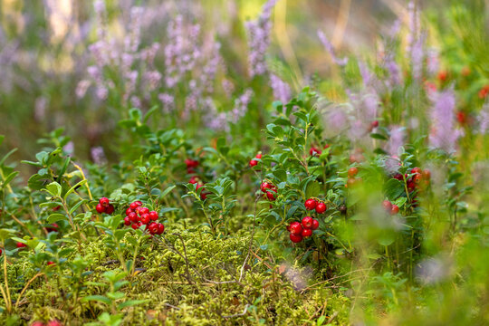 Bush landscape of wild cowberry in a forest. Vaccinium vitis-idaea.