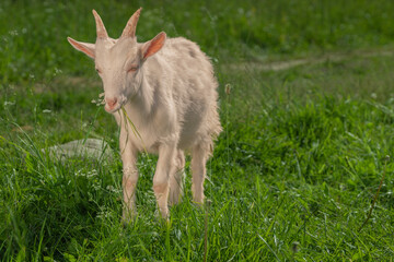 A white goat with horns eating grass, with a blurred background.