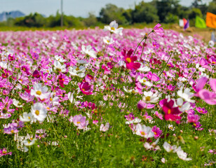Obraz premium Cosmos field, beautiful cosmos flowers