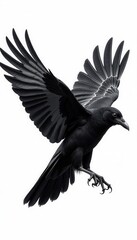 Obraz premium Flying bird crow front isolated black and white illustration , flight, silhouette, nature