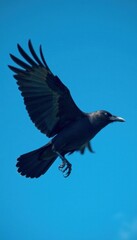 Obraz premium Flying crow against a stark blue background, bird in flight, nature scene, blue sky