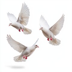Obraz premium Three white doves taking flight together against a beautiful sky, representing themes of peace, love, and unity among nature