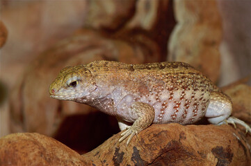 Closeup on a Hispaniolan curlytail lizard , Leiocephalus schreibersii in a terrarium in the pet-trade