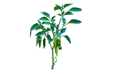 pepper bush and pepper