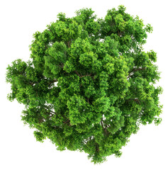 Obraz premium PNG Lush green tree top view