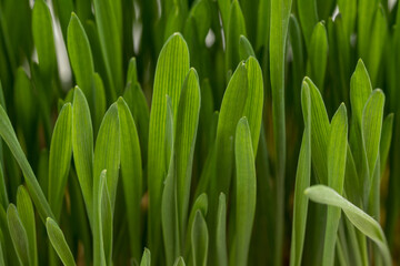 Close-up of vibrant green grass-like microgreens
