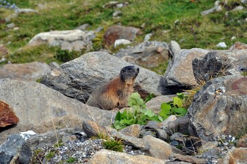 Wanderung zum Mutterberger See im Stubaital