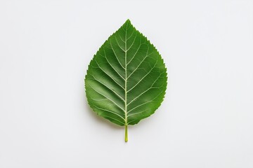 Minimalistisches Blatt-Design auf weißem Hintergrund

