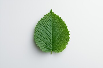 Minimalistisches Blatt-Design auf weißem Hintergrund

