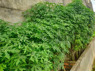 Ornamental papaya plant. tiny papaya leaves.