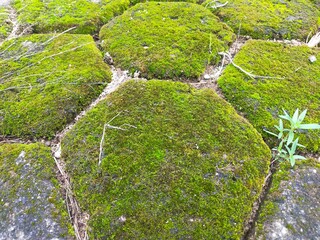 moss on stone. Moss on the floor. Moss background on paving block floor.