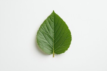 Fototapeta premium Minimalistisches Blatt-Design auf weißem Hintergrund