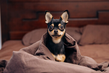 Beautiful dog lying on the couch. Cute chihuahua playing