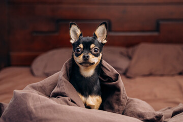 Beautiful dog lying on the couch. Cute chihuahua playing