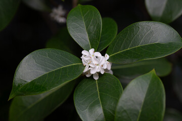 Osmanthus fragrans macro. Small white flowers on a branch in the garden selective focus. The fragrance of osmanthus flowers is used in perfumery.