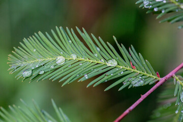 Raindrops on a green branch of a coniferous tree close-up