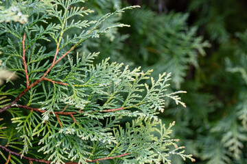 Thuja occidentalis close-up. Green thuja tree branches, background.