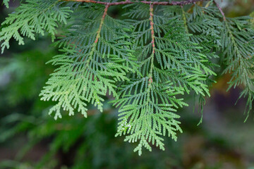 Thuja occidentalis close-up. Green thuja tree branches, background.