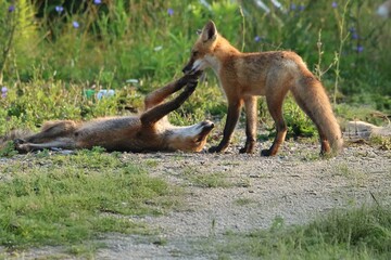 Red fox Vulpes vulpes kits playing fox style