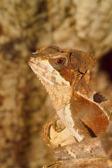 Closeup on a Hernandez's Helmeted Basilisk, Corythophanes hernadesii in a terrarium