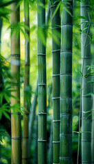 Fototapeta premium まっすぐな竹 Generated image