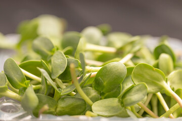 Sunflower microgreens in a plastic container with a focused foreground and blurred background.