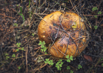 Beautiful closeup of forest mushrooms in grass, spring season. 