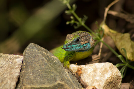 green lizard on a rock