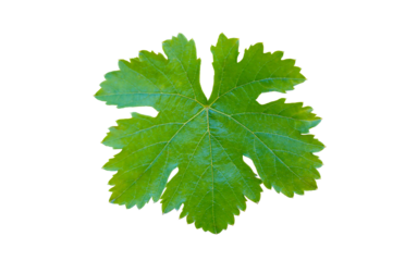 Single vine leaf on white background