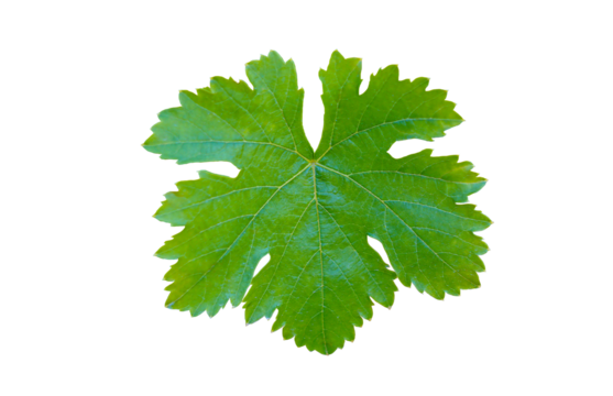 Single vine leaf on white background