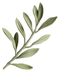 Fototapeta premium PNG Olive branch leaf illustration annonaceae.