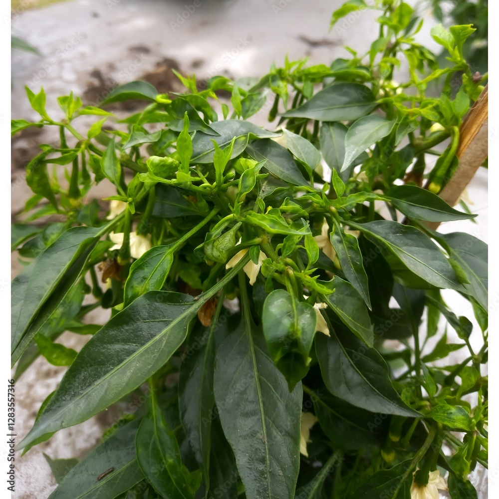 Wall mural chilli thrips symptom clear with upward curling and boat shaped leaves with natural back ground - sc