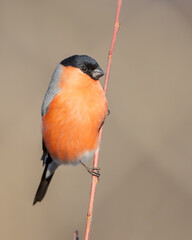 Eurasian Bullfinch - male at a wet forest in winter