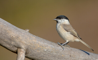 The marsh tit - at a wet forest in autumn