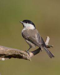 The marsh tit - at a wet forest in autumn
