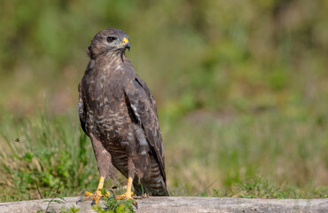 Common Buzzard in autumn at a wet forest