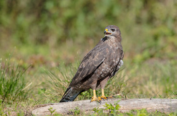Common Buzzard in autumn at a wet forest